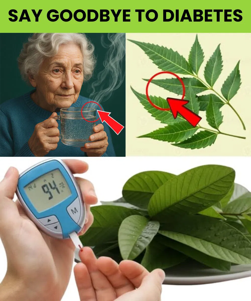 Ηλικιωμένοι: Αυτό το 1 Φύλλο Καταστρέφει τον Διαβήτη & Λιώνει το Λίπος στην Κοιλιά (Οι Γιατροί το ΜΙΣΟΥΝ!)