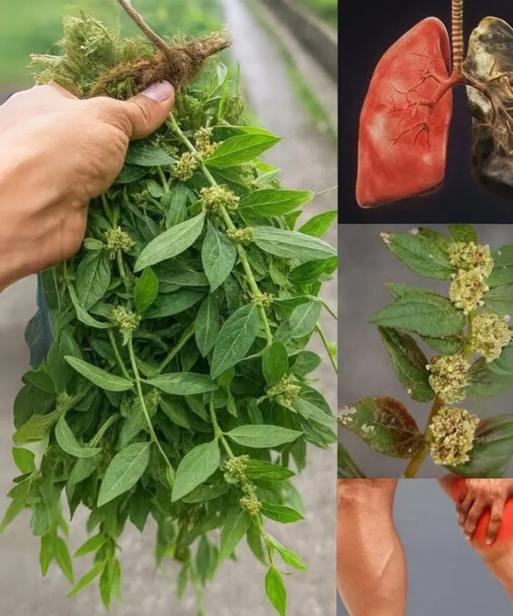 Αν έχετε αυτό το φύλλο στο σπίτι σας, στην πραγματικότητα έχετε χρυσό, αλλά δεν το ξέρετε