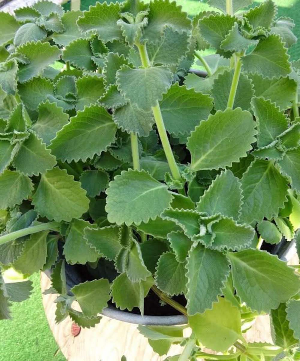 Μόνο 1 φύλλο ρίγανης την ημέρα και θα απαλλαγείτε από αυτό το πρόβλημα