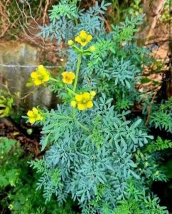 Ελάχιστοι ξέρουν τι θησαυρός είναι αυτό το φυτό – Πώς να το χρησιμοποιήσετε