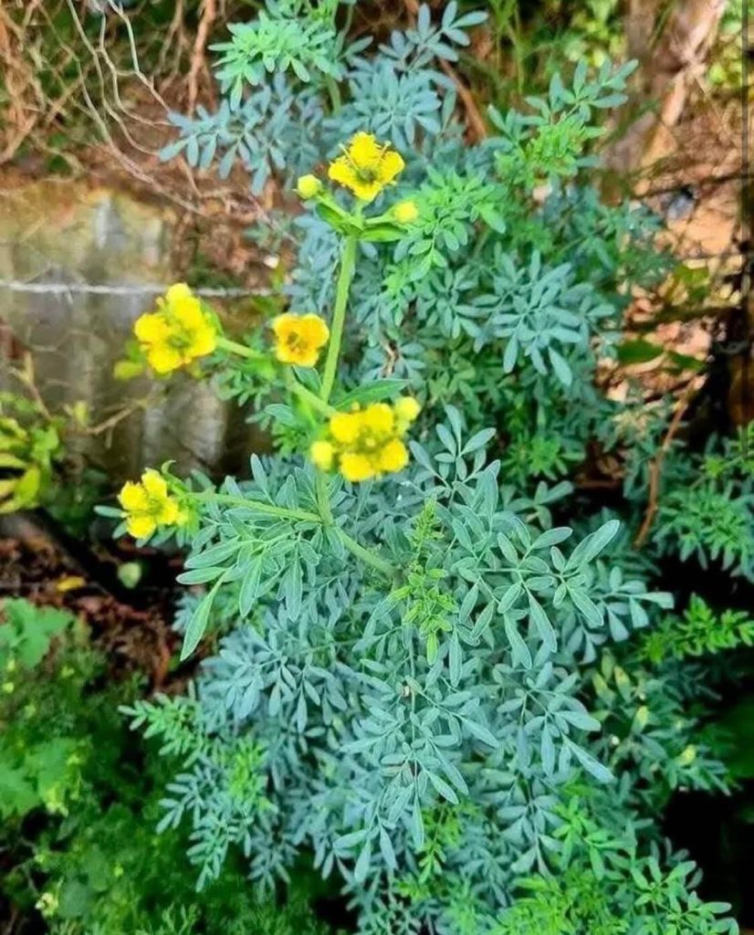 Ελάχιστοι ξέρουν τι θησαυρός είναι αυτό το φυτό – Πώς να το χρησιμοποιήσετε
