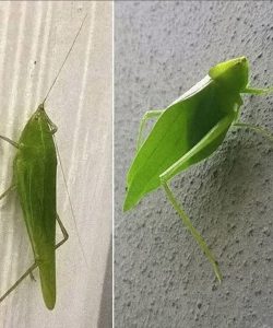 Ακούτε ακρίδες τη νύχτα; Αυτές είναι οι πιθανές εξηγήσεις