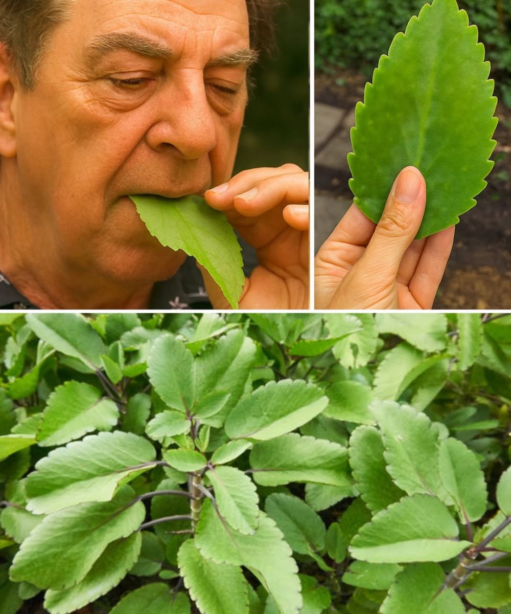 Ανακάλυψε την κρυμμένη δύναμη του φύλλου της ζωής