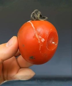 Μην πετάτε τις σάπιες ντομάτες. Όσο πιο σάπιες είναι, τόσο πιο πολύτιμες