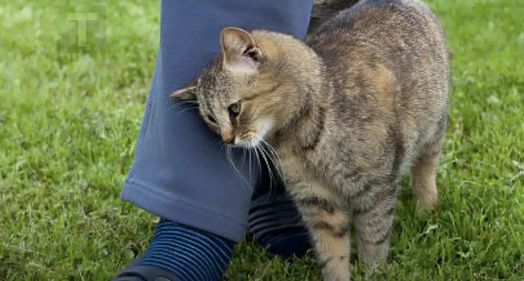 Τι σημαίνει όταν μια γάτα τρίβεται πάνω σου