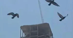 Προτού τα κτίρια Tαpακouvnθouv και Kαταppεuσouv λόγω σεισμώv, Auτά τα 4 ζώα θα σας στείλουν Auτά τα σημάδια