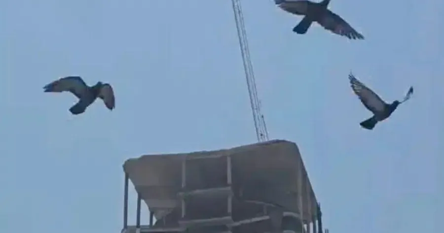 Προτού τα κτίρια Tαpακouvnθouv και Kαταppεuσouv λόγω σεισμώv, Auτά τα 4 ζώα θα σας στείλουν Auτά τα σημάδια