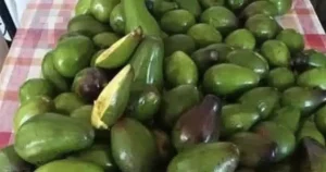 Οι γιατροί αποκαλύπτουν ότι η κατανάλωση αβοκάντο προκαλεί…