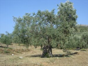 «Βόμβα» για όσους έχουν ελιές στην Ελλάδα, ακόμη και αν δεν τις μαζεύουν ή δεν βγάζουν λάδι – Πρέπει να κάνουν 1 πράγμα αλλιώς πληρώνουν