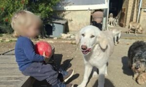 ΣΟΚ: ΜΟΛΙΣ ΜΑΘΕΥΤΗΚΕ ΓΙΑ ΤΟΝ 2ΧΡΟΝΟ ΛΙΟ ΠΟΥ ΤΟ ΚΑΤΑΣΠΑΡΑΞΕ ΤΟ ΠΙΤΜΠΟΥΛ ΣΤΗ ΖΑΚΥΝΘΟ – ΣΤΟ ΣΠΙΤΙ ΠΟΥ ΖΟΥΣΕ ΜΕ ΤΗΝ ΟΙΚΟΓΕΝΕΙΑ ΤΟΥ ΒΡΗΚΑΝ…