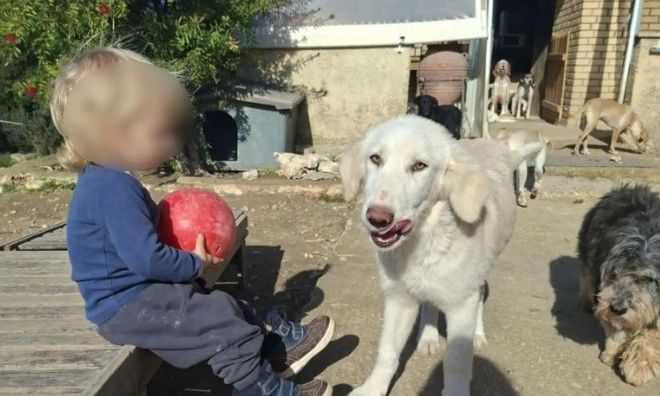 ΣΟΚ: ΜΟΛΙΣ ΜΑΘΕΥΤΗΚΕ ΓΙΑ ΤΟΝ 2ΧΡΟΝΟ ΛΙΟ ΠΟΥ ΤΟ ΚΑΤΑΣΠΑΡΑΞΕ ΤΟ ΠΙΤΜΠΟΥΛ ΣΤΗ ΖΑΚΥΝΘΟ – ΣΤΟ ΣΠΙΤΙ ΠΟΥ ΖΟΥΣΕ ΜΕ ΤΗΝ ΟΙΚΟΓΕΝΕΙΑ ΤΟΥ ΒΡΗΚΑΝ…