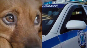 Φρικτή κτηνωδία στη Θεσσαλονίκη! Ούρλιαζε από τον φόβο “Τι κάνεις εκεί;” – Σε σοκ ο άνθρωπος που είδε…