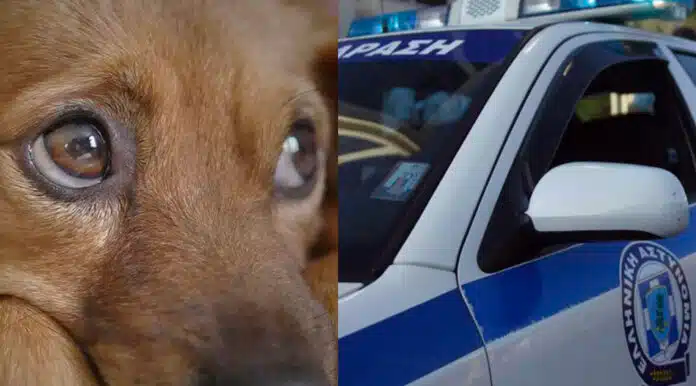 Φρικτή κτηνωδία στη Θεσσαλονίκη! Ούρλιαζε από τον φόβο “Τι κάνεις εκεί;” – Σε σοκ ο άνθρωπος που είδε…