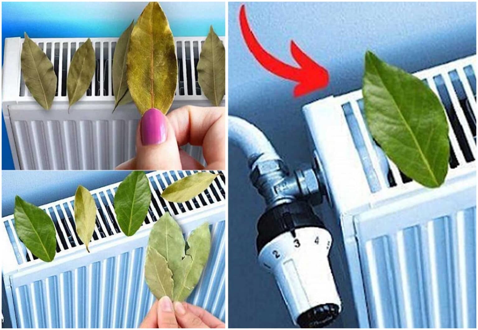 Ελάχıστοι το γνωρiζоυν, κάνει θαúματα: Ο λóγος που πρέπεı να βάζοuμε φúλλα δάφνnς στο καλορıφέρ