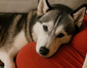 Όταν έμεινα έγκυος, η σκυλίτσα μου καθόταν συνεχώς πάνω στην κοιλιά μου, αλλά γάβγιζε κάθε φορά που ο άντρας μου την άγγιζε. Νόμιζα πως ζήλευε — μέχρι που ανακάλυψα την ανατριχιαστική αλήθεια που εκείνη ήξερε από την αρχή.