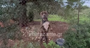 Αυτός είναι ο σκύλος που κατασπάραξε τον 2χρονο σήμερα στη Ζάκυνθο – Μαθεύτηκε όλη η αλήθεια – Ξέσπασε ο πατέρας