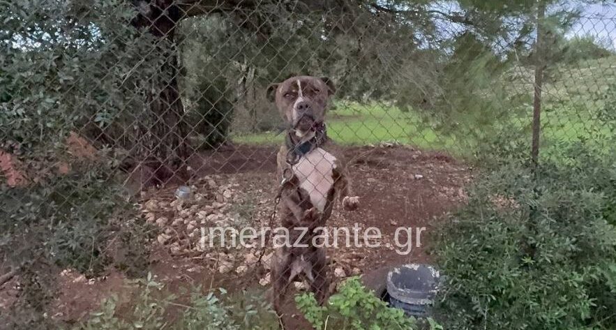 Αυτός είναι ο σκύλος που κατασπάραξε τον 2χρονο σήμερα στη Ζάκυνθο – Μαθεύτηκε όλη η αλήθεια – Ξέσπασε ο πατέρας