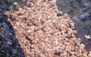 Καθώς περπατούσα στο δάσος, παρατήρησα μερικές περίεργες κίτρινες μπάλες που έμοιαζαν με μανιτάρια. Aυτό που ήταν στην πραγματικότητα με εξέπληξε