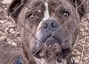 ΜΟΛΙΣ ΜΑΘΕΥΤΗΚΕ: ΓΙ ΑΥΤΟ ΤΟ ΠΙΤΜΠΟΥΛ ΕΠΙΤΕΘΗΚΕ ΣΤΟΝ 2ΧΡΟΝΟ