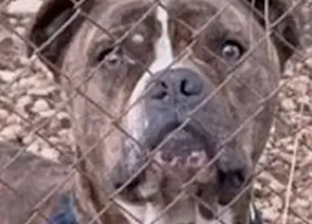 ΜΟΛΙΣ ΜΑΘΕΥΤΗΚΕ: ΓΙ ΑΥΤΟ ΤΟ ΠΙΤΜΠΟΥΛ ΕΠΙΤΕΘΗΚΕ ΣΤΟΝ 2ΧΡΟΝΟ