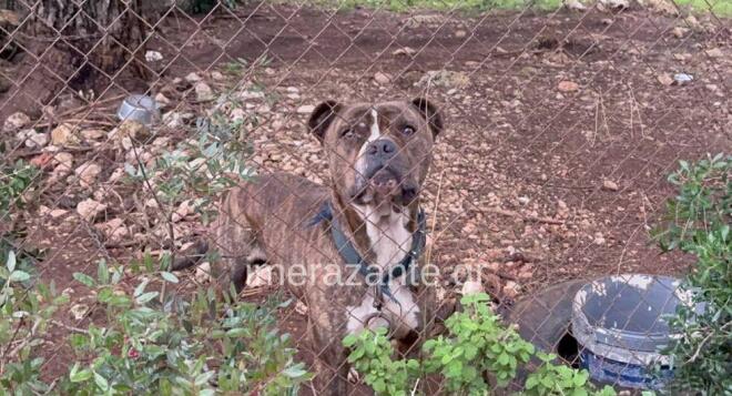 ΜΑΘΕΥΤΗΚΕ ΤΙ ΕΚΑΝΑΝ ΣΤΟ ΠΙΤΜΠΟΥΛ ΣΤΗ ΖΑΚΥΝΘΟ