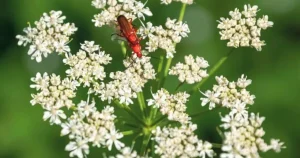 Προσοχή: Το επικίνδυνο φυτό που προκαλεί τύφλωση ή ακόμη και θάνατο είναι στα ελληνικά χωράφια – Μην το αγγίξετε