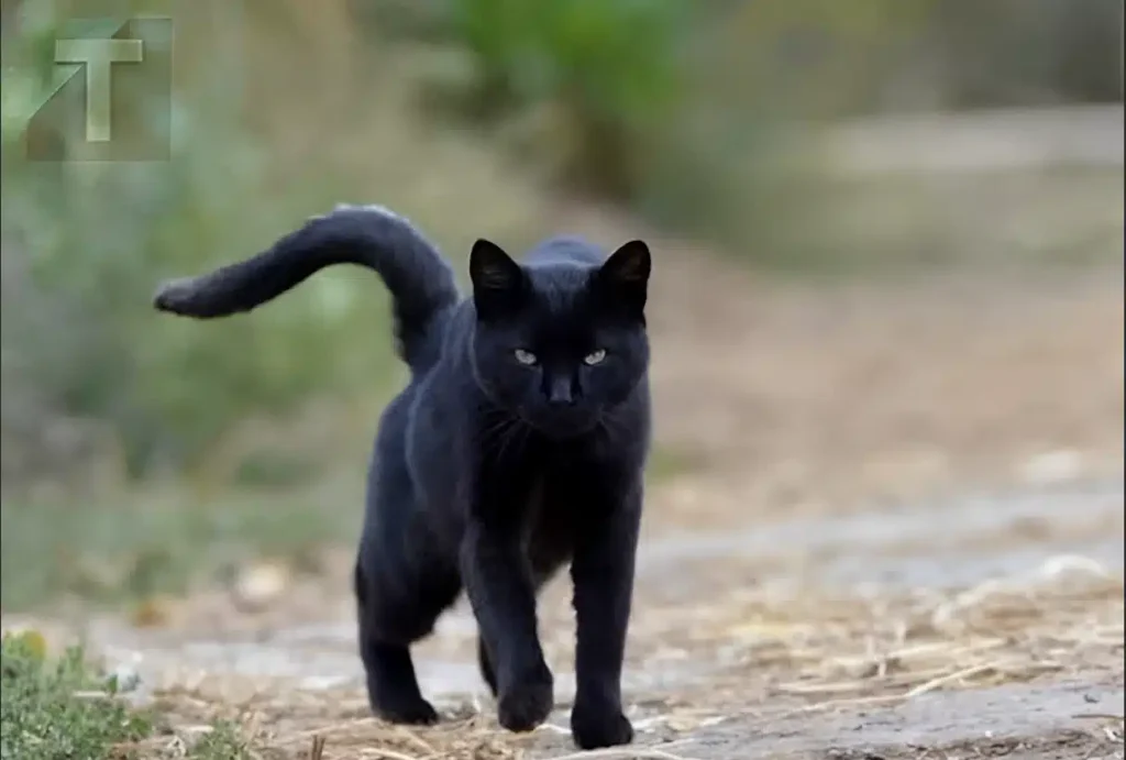 Τι σημαίνει να συναντήσεις μια μαύρη γάτα;