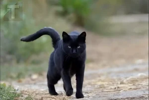 Τι σημαίνει να συναντήσεις μια μαύρη γάτα;