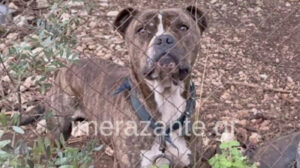 Ζάκυνθος: Συγκλονίζει ο πατέρας του 2χρονου που κατασπαράχθηκε από πίτμπουλ – «Μου χαμογέλασε και…»