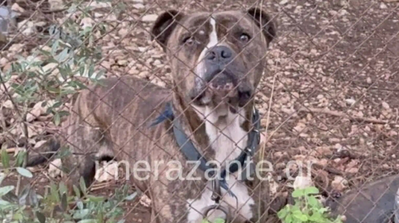 Ζάκυνθος: Συγκλονίζει ο πατέρας του 2χρονου που κατασπαράχθηκε από πίτμπουλ – «Μου χαμογέλασε και…»