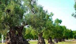 «Βόμβα» για όσους έχουν ελιές στην Ελλάδα, ακόμη και αν δεν τις μαζεύουν ή δεν βγάζουν λάδι