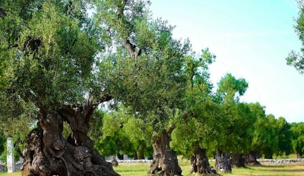 «Βόμβα» για όσους έχουν ελιές στην Ελλάδα, ακόμη και αν δεν τις μαζεύουν ή δεν βγάζουν λάδι