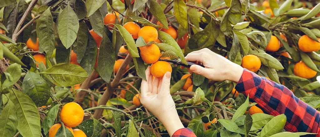 ΝΕΟΣ ΘΑΝΑΤΟΣ ΣΟΚ συγκλονίζει τη χώρα: Πήγε να μαζέψει μανταρίνια και…πέθανε