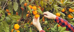 ΝΕΟΣ ΘΑΝΑΤΟΣ ΣΟΚ συγκλονίζει τη χώρα: Πήγε να μαζέψει μανταρίνια και…πέθανε