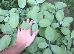 Το «φυτό της αθανασίας» που ρίχνει σάκχαρο και χοληστερίνη, προστατεύει από καρκίνο και ενισχύει τη μνήμη