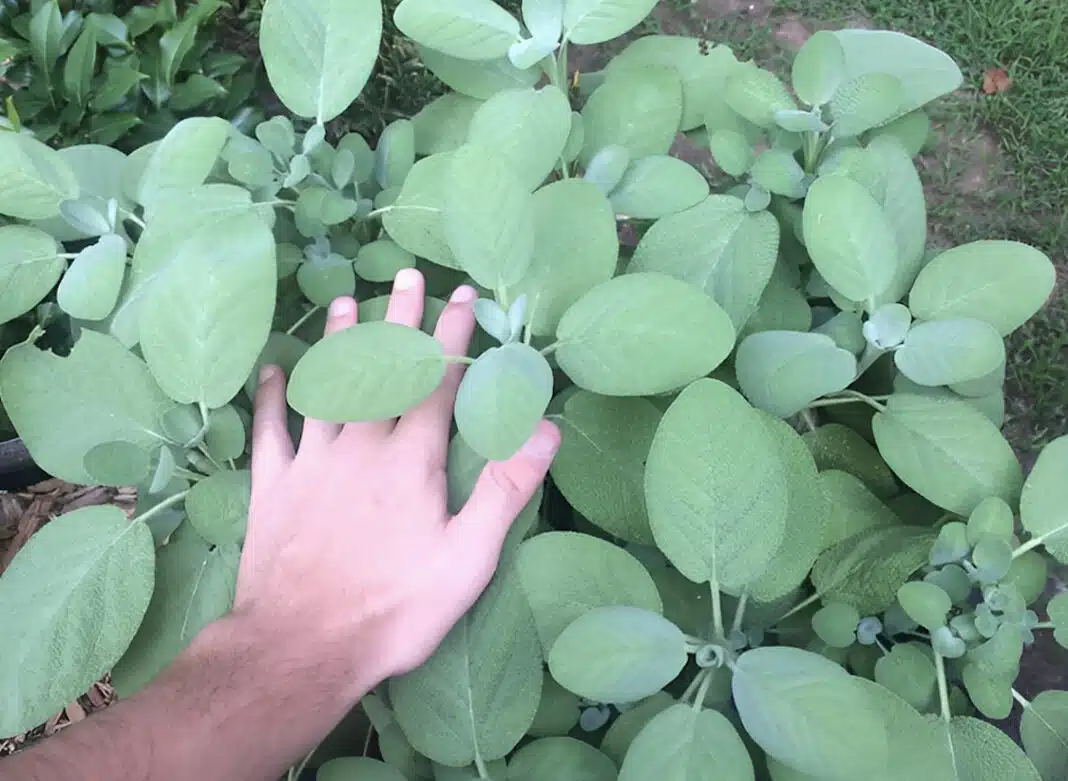 Το «φυτό της αθανασίας» που ρίχνει σάκχαρο και χοληστερίνη, προστατεύει από καρκίνο και ενισχύει τη μνήμη