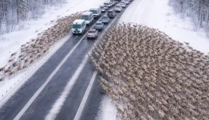 Στον αυτοκινητόδρομο, οι οδηγοί έγιναν μάρτυρες ενός χριστουγεννιάτικου θαύματος