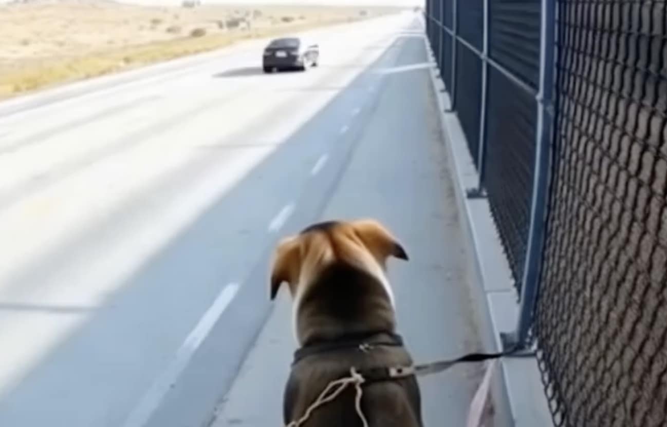 Νόμιζε πως ήταν απλώς ένα αδέσποτο σκυλί δεμένο σ’ έναν φράχτη σ’ έναν έρημο δρόμο — αλλά όταν άνοιξε τον φάκελο γύρω από τον λαιμό του, τα λόγια μέσα του πάγωσαν το αίμα του: «Με θυμάσαι;»