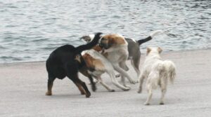 Την κατασπάραξαν: Αυτή είναι η άτυχη 17χρονη μαθήτρια που της επιτέθηκε αγέλη σκύλων στην γειτονιά της