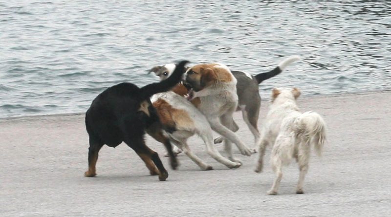 Την κατασπάραξαν: Αυτή είναι η άτυχη 17χρονη μαθήτρια που της επιτέθηκε αγέλη σκύλων στην γειτονιά της