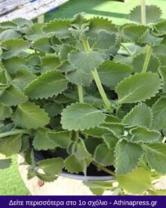 Οι γιατροί αποκαλύπτουν: Η κατανάλωση ρίγανης συμβάλλει στην…