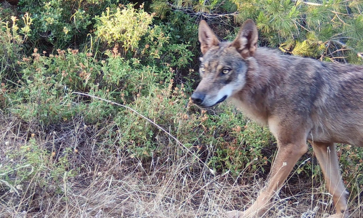 ΕΠΙΘΕΣΗ ΛΥΚΟΥ ΣΤΟ ΤΑΤΟΙ: 