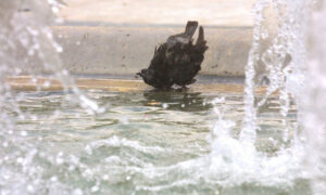 ΕΚΤΑΚΤΟ: ΜΑΘΕΥΤΗΚΕ ΓΙΑ ΤΗΝ ΜΙΚΡΟΥΛΑ ΠΟΥ ΕΠΕΣΕ ΣΤΟ ΣΥΝΤΡΙΒΑΝΙ – ΒΡΗΚΑΝ ΣΤΟΝ ΕΓΚΕΦΑΛΟ ΤΗΣ…