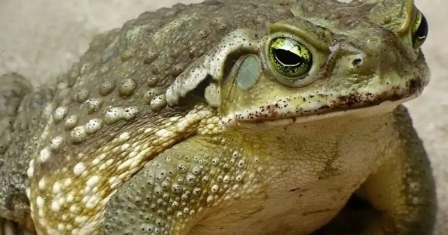 ΗΞΕΡΕΣ ΟΤΙ: ΟΙ ΒΑΤΡΑΧΟΙ ΕΜΦΑΝΙΖΟΝΤΑΙ ΣΤΟ ΣΠΙΤΙ ΣΟΥ ΟΤΑΝ...