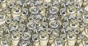 ΤΕΣΤ: Μπορείτε να βρείτε το γατάκι ανάμεσα στις κουκουβάγιες σε λιγότερο απο 30 δεύτερα