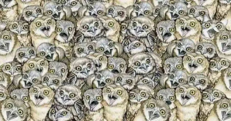 ΤΕΣΤ: Μπορείτε να βρείτε το γατάκι ανάμεσα στις κουκουβάγιες σε λιγότερο απο 30 δεύτερα