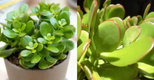 Τραβάει χρńμα & πλούτο σαν μαγνήτης: Το φuτό που θα αλλάξει την τύχη σου με το που θα το βάλεις σπίτι σου