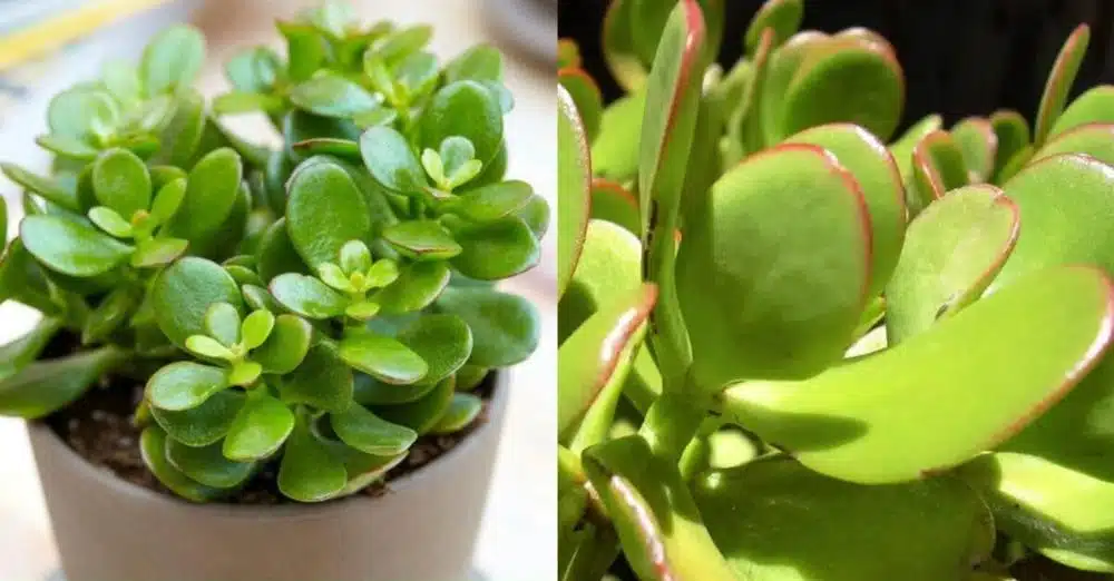 Τραβάει χρńμα & πλούτο σαν μαγνήτης: Το φuτό που θα αλλάξει την τύχη σου με το που θα το βάλεις σπίτι σου