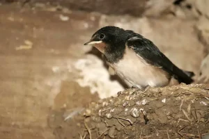 Ένα χελιδόνι έχει φτιάξει τη φωλιά του κάτω από τη στέγη ενός σπιτιού: Tι σημαίνει αυτός ο δημοφιλής οιωνός;