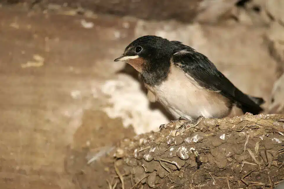 Ένα χελιδόνι έχει φτιάξει τη φωλιά του κάτω από τη στέγη ενός σπιτιού: Tι σημαίνει αυτός ο δημοφιλής οιωνός;